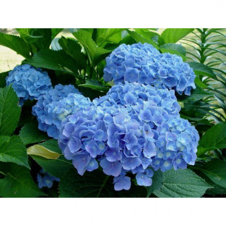 Гортензия Сleopatra Blue (крупнолистная) - яркое украшение сада Гортензия Сleopatra Blue (крупнолистная) - яркое украшение сада