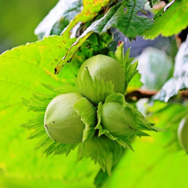 Фундук обыкновенный - натуральный и вкусный перекус Фундук обыкновенный - натуральный и вкусный перекус