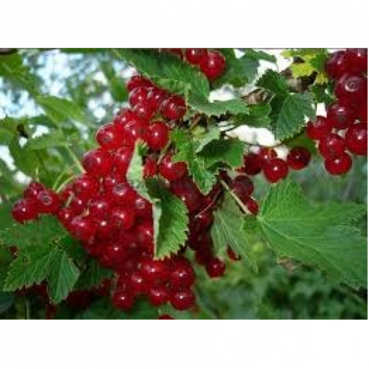 Смородина Вика (Красная) Смородина Вика (Красная)