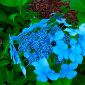 Гортензия Блю Бёрд (Blue Bird) (крупнолистная) Гортензия Блю Бёрд (Blue Bird) (крупнолистная)