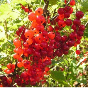 Саженцы Смородина Голландская (Красная)