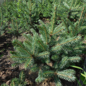Саженцы Ель Голубая Мисти Блу 40-60 см