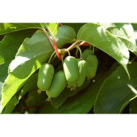 Актинидия Народная (женская)