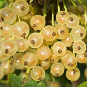 Саженцы Смородина Булонь (белая)