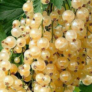 Саженцы Смородина Десертная (белая)