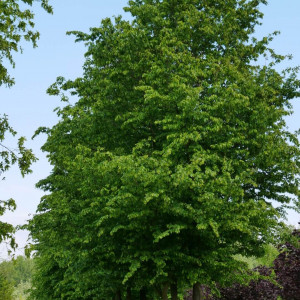 Саженцы Граб Кавказский (сеянец 10-15 см)