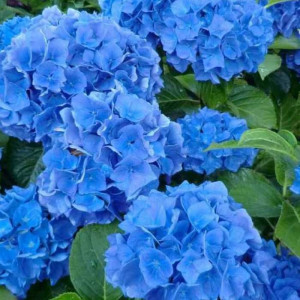 Гортензия Блю Вондер (Blue Wonder) (крупнолистная) Гортензия Блю Вондер (Blue Wonder) (крупнолистная)