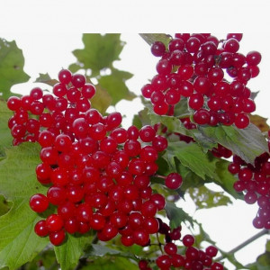 Саженцы Калина Мария