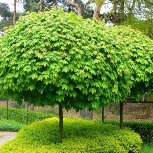 Саженцы Клён остролистный (до 100 см)