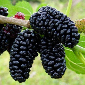 Саженцы Шаровидная шелковица Королевская