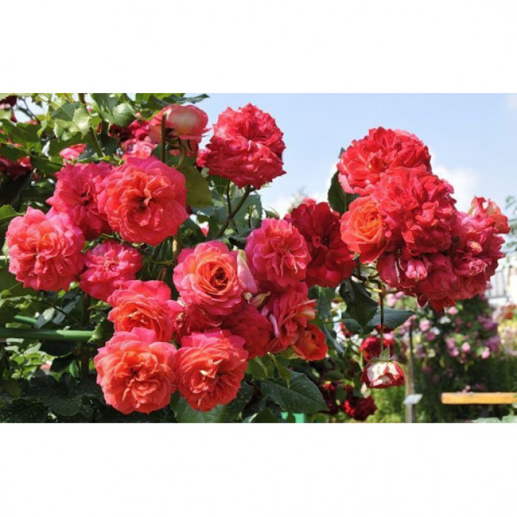 Роза Мидсамэ (флорибунда) - великолепный цветок для вашего сада Роза Мидсамэ (флорибунда) - великолепный цветок для вашего сада