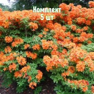 Саженцы Комплект 5шт / Рододендрон Голден Игл