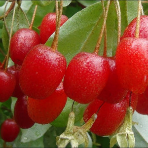 Саженцы Гуми Сахалинский первый
