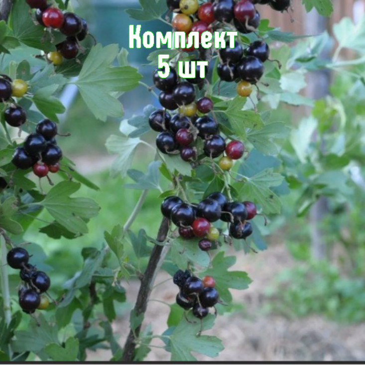 Комплект 5шт / Смородина золотистая Байкальская Синева Комплект 5шт / Смородина золотистая Байкальская Синева