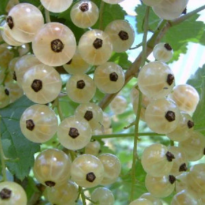 Саженцы Смородина Беляна (Белая)