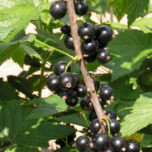 Саженцы Смородина Сахарная (Черная)