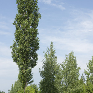 Саженцы Тополь Чёрный (100-150 см)