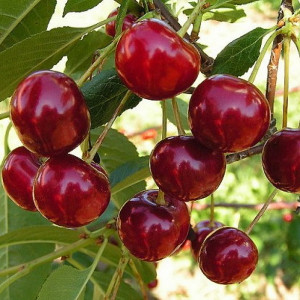 Саженцы Вишня Причуда