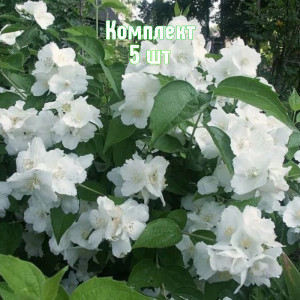 Саженцы Комплект 5шт / Чубушник (жасмин садовый) Юннат